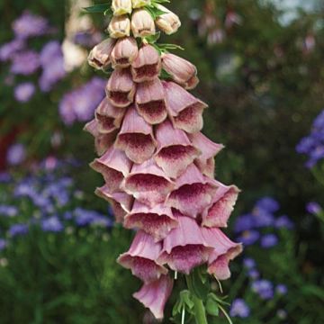 Digitalis mertonensis - Mehrjähriger Fingerhut