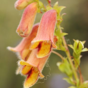 Digitalis obscura - Dunkler Fingerhut