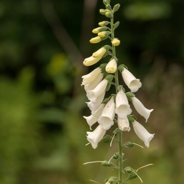 Fingerhut Alba - Digitalis purpurea