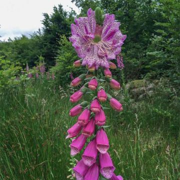 Fingerhut Monstrosa - Digitalis purpurea