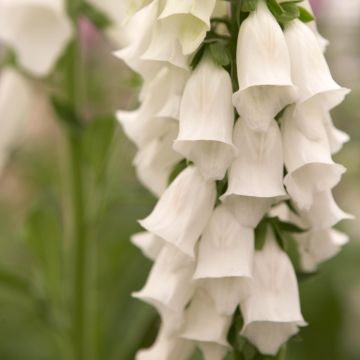 Fingerhut Snow Thimble - Digitalis purpurea