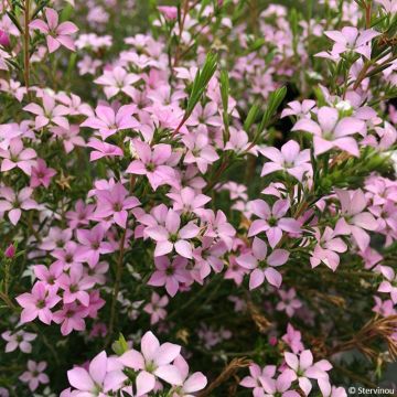 Diosma hirsuta Pink Diamond - Götterduft