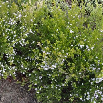 Diosma hirsuta Sunset Gold - Götterduft