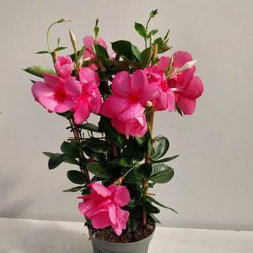 Dipladenia Diamantina Agate mini Strawberry red - Mandevilla