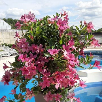 Dipladenia Diamantina Amethyst Violet - Mandevilla