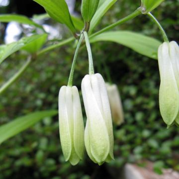 Disporum sessile - Feenglöckchen