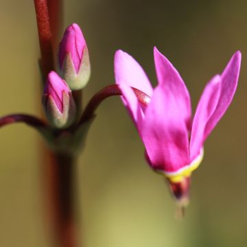 Dodecatheon jeffreyi Rotlicht - Gyroselle