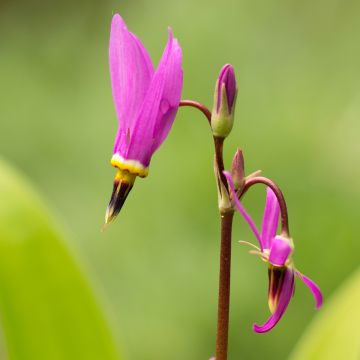 Götterblume - Dodecatheon meadia