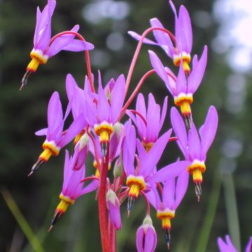 Dodecatheon pulchellum Red Wings - Götterblume