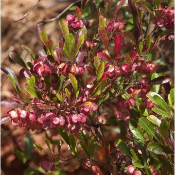 Dodonaea viscosa Purpurea - Australischer Hopfen