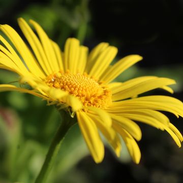 Doronicum orientale Magnificum - Östliche Gämswurz