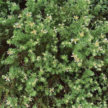 Dorycnium hirsutum - Behaarter Backenklee