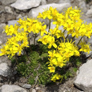 Draba aizoides - Felsenblümchen