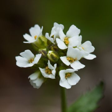 Draba sakurai - Felsenblümchen