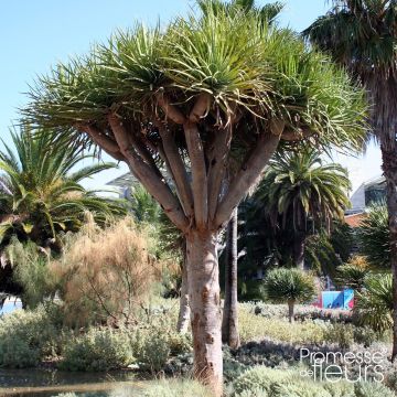 Dracaena draco - Echter Drachenbaum