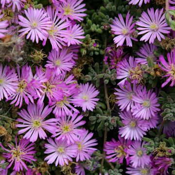 Drosanthemum candens - Drosanthemum