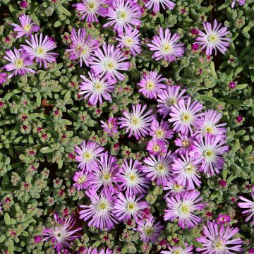 Drosanthemum hispidum - Drosanthemum