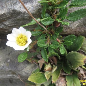 Dryas suendermannii - Sündermann Silberwurz