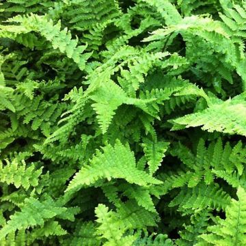 Dryopteris affinis Crispa - Wurmfarn