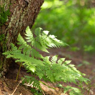 Dryopteris carthusiana - Wurmfarn