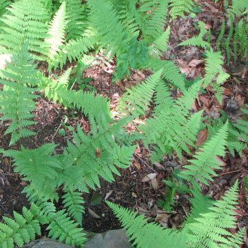 Dryopteris clintoniana - Wurmfarn