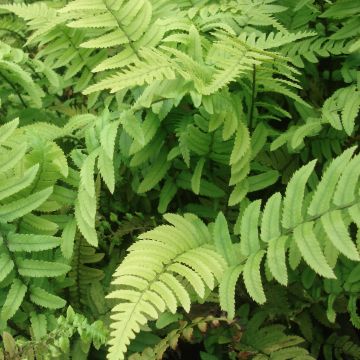 Dryopteris cycadina - Wurmfarn