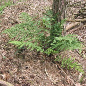 Dryopteris dilatata - Wurmfarn