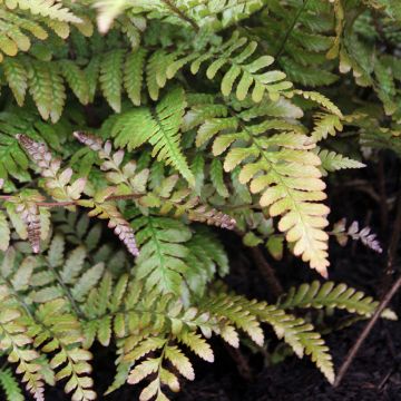 Dryopteris erythrosora Prolifica - Wurmfarn