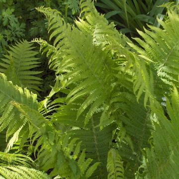 Dryopteris filix-mas - Wurmfarn