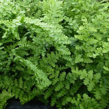 Dryopteris filix-mas Barnesii - Fougère mâle