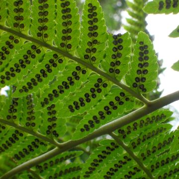 Dryopteris goldieana - Wurmfarn