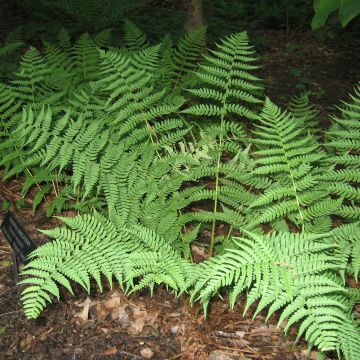 Dryopteris marginalis - Fougère