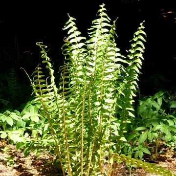 Dryopteris tokyoensis - Wurmfarn