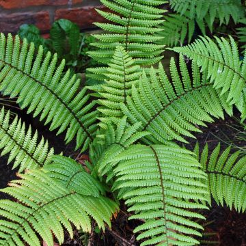 Dryopteris wallichiana - Wurmfarn