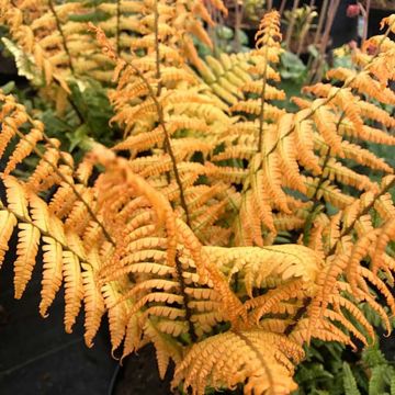 Dryopteris wallichiana Jurassic Gold - Wurmfarn