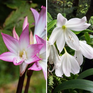 Duo Ritterstern Amaryllis belladonna