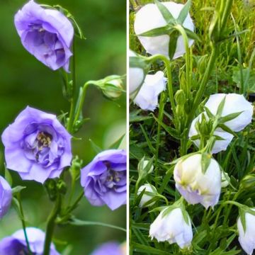 Duo Glockenblumen mit pfirsichblättrigen Blättern und doppelten Blumen