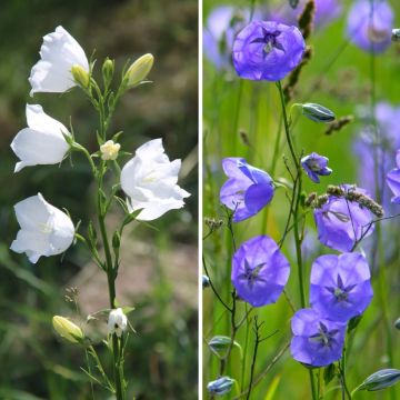 Duo Glockenblumen mit blauen und weißen Blüten in Pfirsichfarben