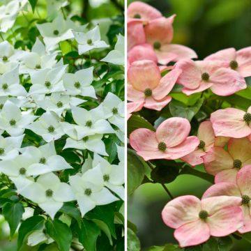 Duo Cornus Kousa"

"Duo Cornus Kousa" ist eine Kombination aus zwei wunderschönen Sorten von Cornus Kousa, einem blühenden Baum, der für seine spektakulären Blüten und sein attraktives Laub bekannt ist. Diese Sorten wurden sorgfältig ausgewählt, um eine h