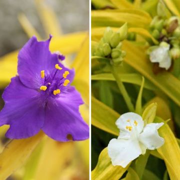 Zweifarbige Vergissmeinnicht mit goldenem Laub