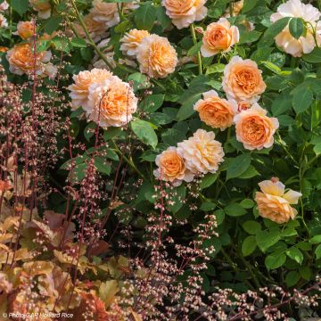 Fruitiges Duo - Duo aus Rosen und Purpurglöckchen