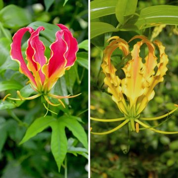 Duo Gloriosa"

"Duo Gloriosa" ist eine atemberaubende Kombination aus zwei einzigartigen Pflanzen, die Ihrem Garten einen Hauch von Exotik verleihen. Diese Sorte besteht aus der Gloriosa superba 'Rothschildiana' und der Gloriosa superba 'Lutea'. Beide Pfl