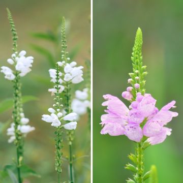 Physostegien-Duo in Weiß und Rosa