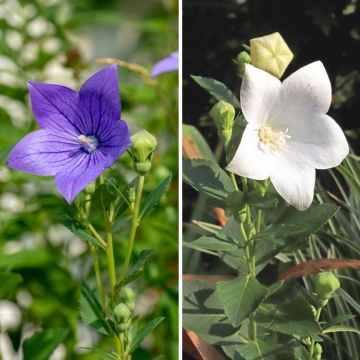 Duo von weißen und blauen Ballonblumen