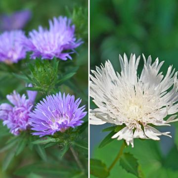 Duo Stokesias"

"Duo Stokesias" ist eine wunderschöne Kombination aus zwei Sorten der beliebten Staude Stokesia. Die Stokesia ist bekannt für ihre leuchtenden Blüten und ihre Robustheit. Diese Pflanzen sind perfekt für sonnige Beete und Rabatten geeignet.