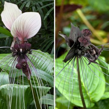 Duo Taccas - Fledermäuse Blumen