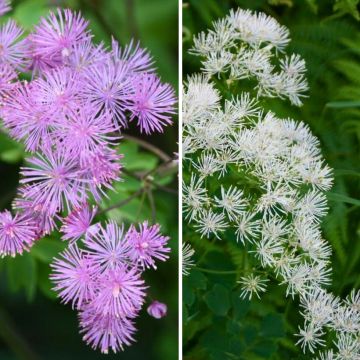 Duo Thalictrum aquilegifolium"

"Duo Thalictrum aquilegifolium" ist eine wunderschöne Pflanze, die in jedem Garten für Aufsehen sorgt. Mit ihren filigranen Blättern und den zarten, lavendelfarbenen Blüten ist sie eine echte Augenweide.

Diese Pflanze gehö