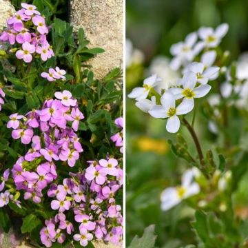 Duo Arabis caucasica rosa und weiß für den Steingarten