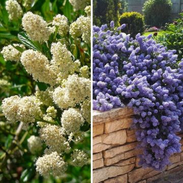 Duo Säckelblumen ausdauernd Weiß Blau