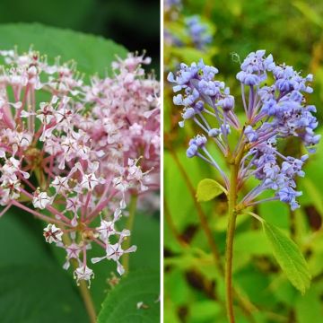 Säckelblume-Duo: winterharte Sommerblüher in Rosa und Blau